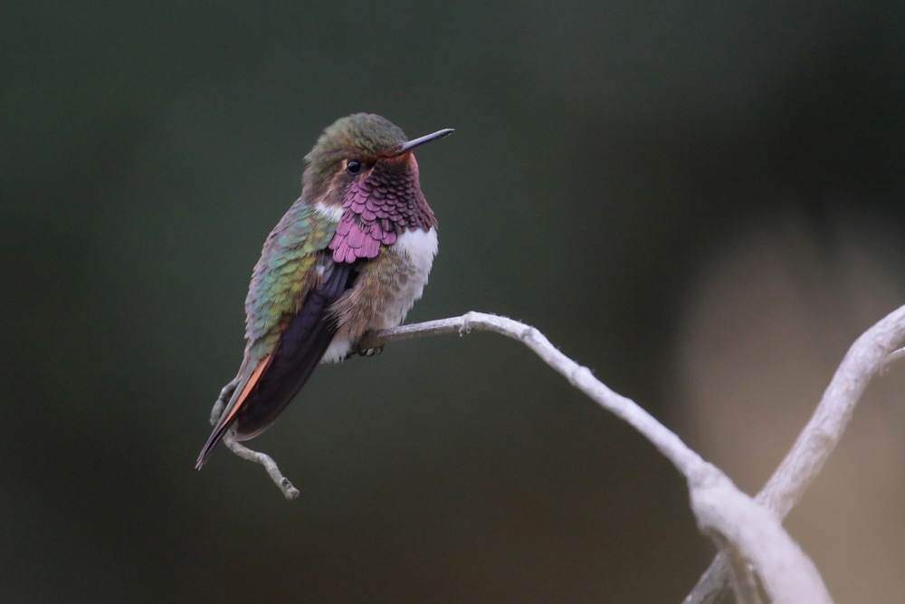 Vulcano Hummingbird